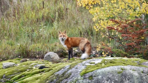 Things to do in Voyageurs National Park Things to do in Voyageurs National Park