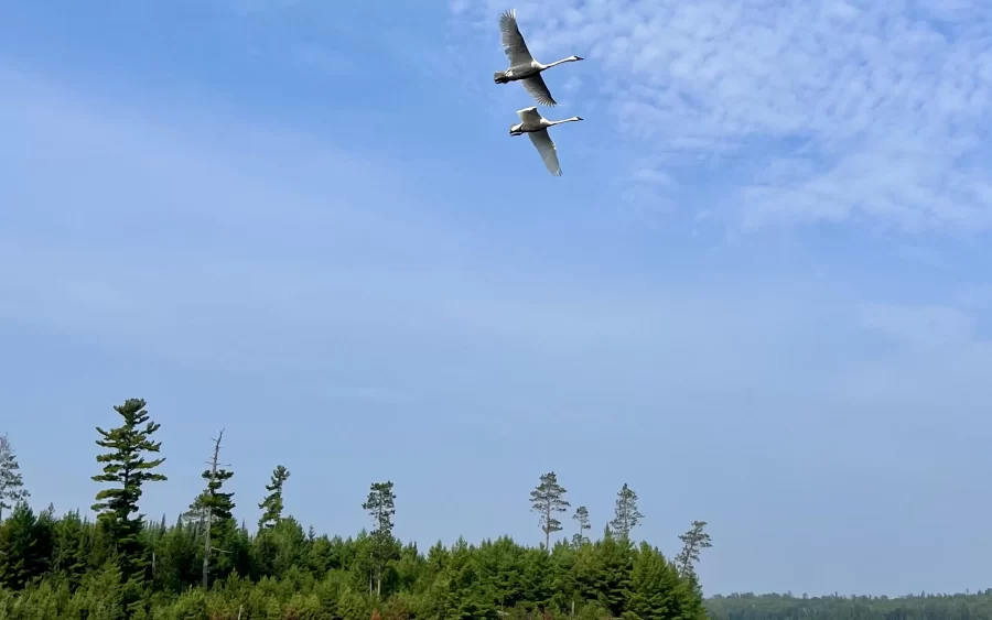 Birding in Voyageurs National Park