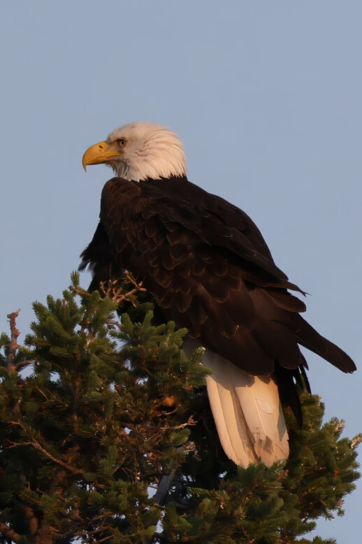 Bald Eagle photo 2