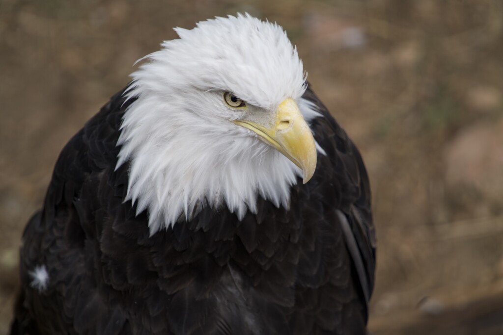 Bald Eagle photo 1