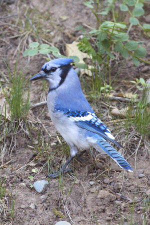 Blue Jay