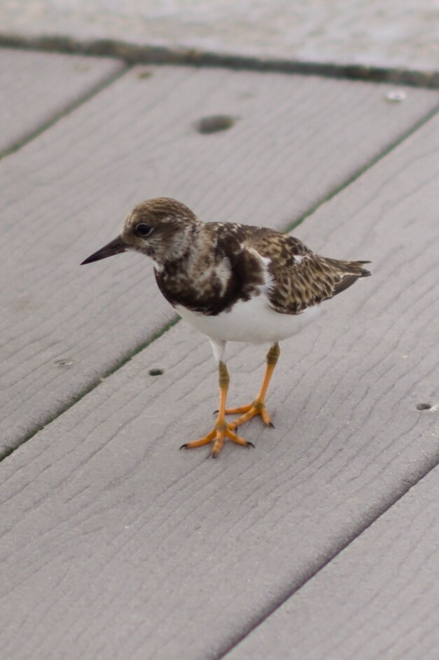 Solitary Sandpiper